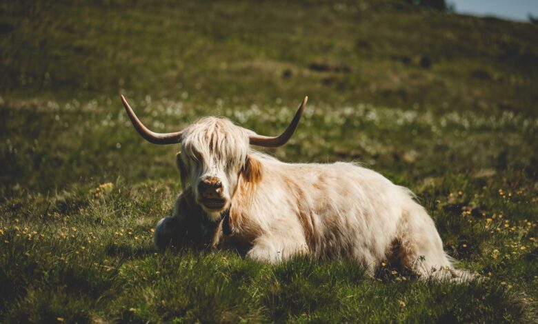 Mini Highland Cow