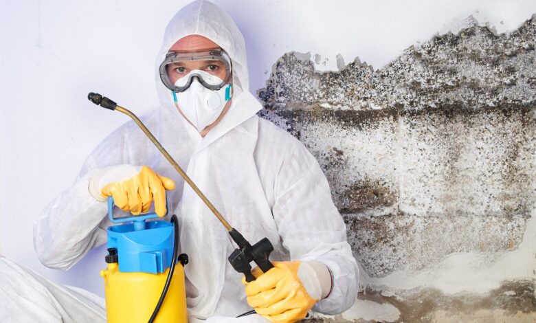 attic mold removal