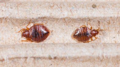 how to get rid of bed bugs in carpet