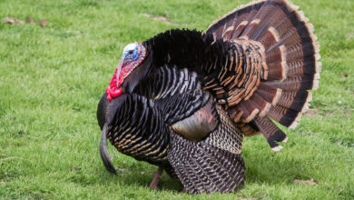 how to hunt turkeys