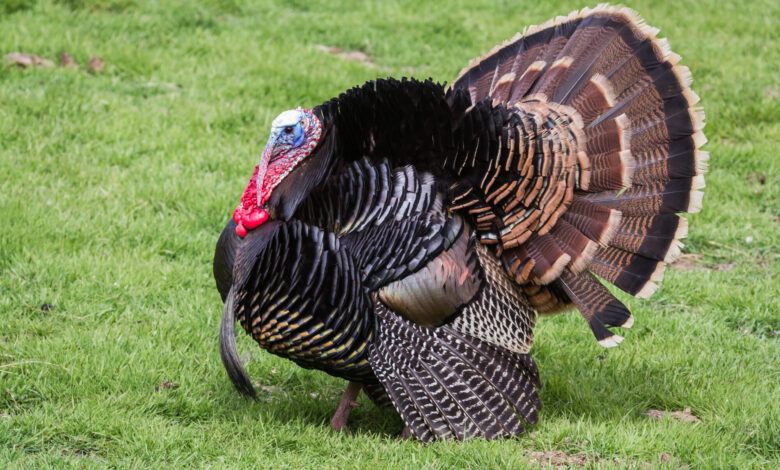 how to hunt turkeys