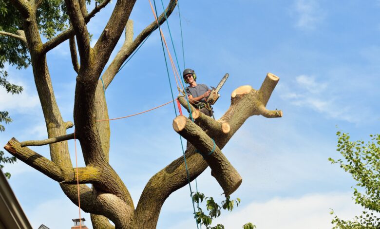 emergency tree removal